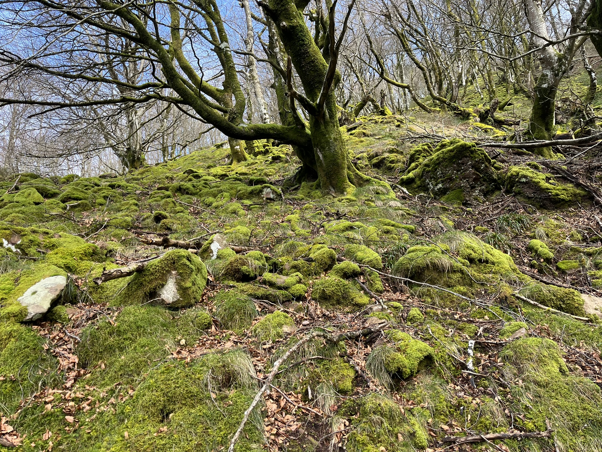 Gorramendi - En forêt