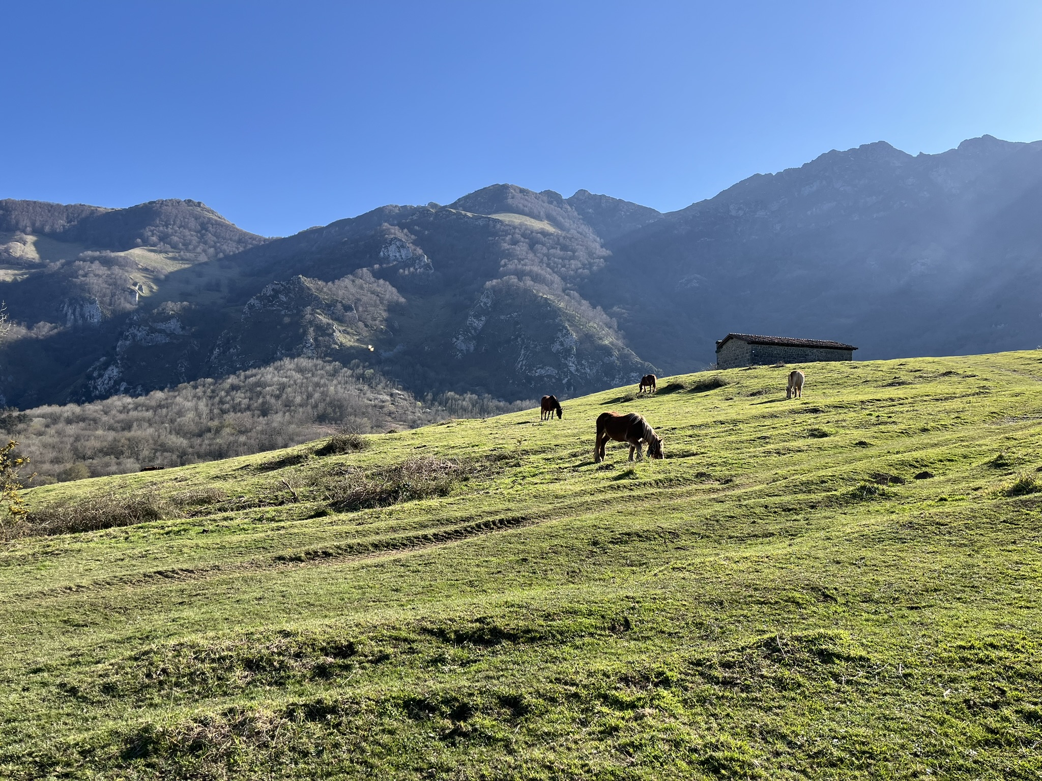 Intza - Cheval
