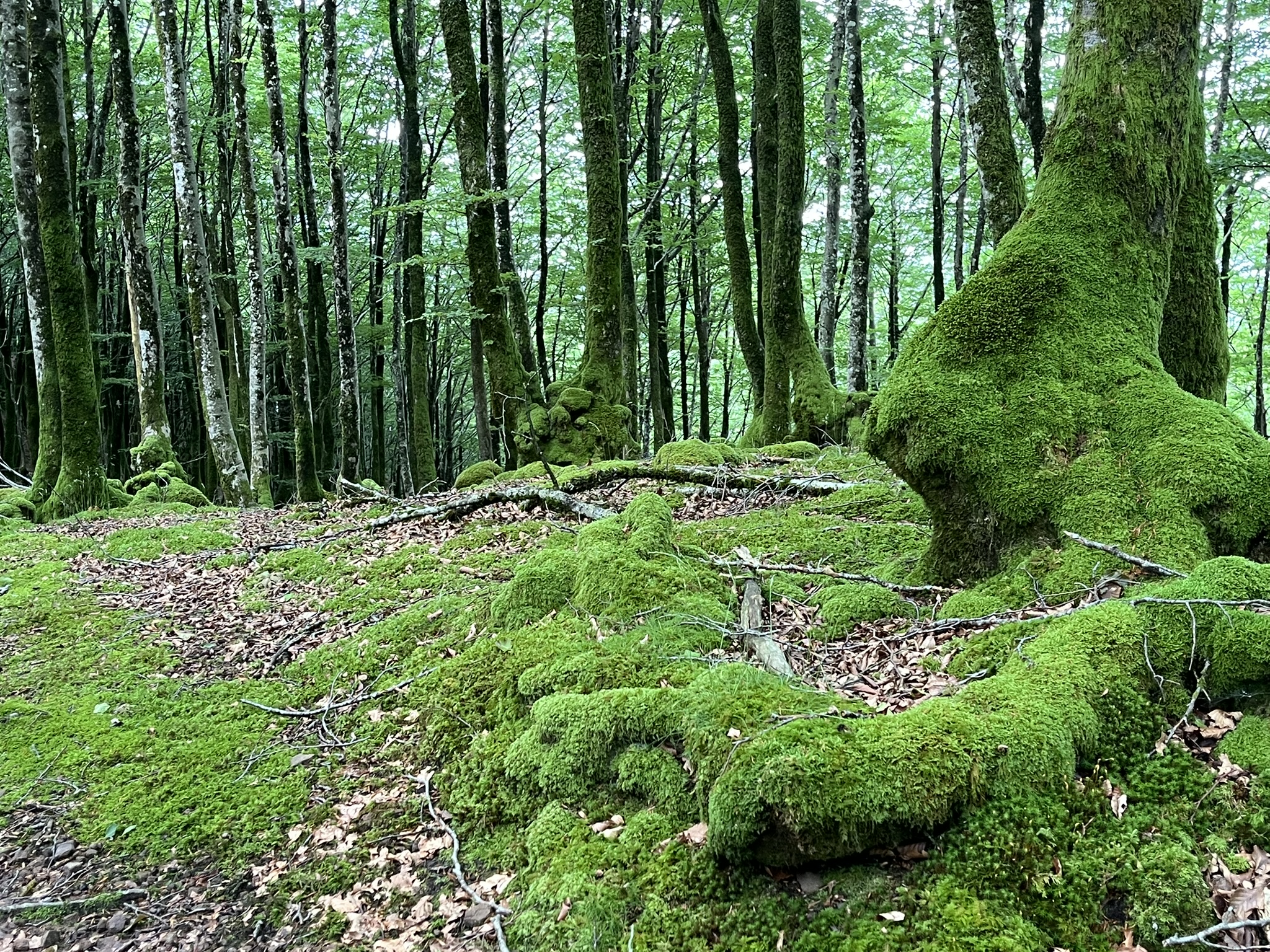 Massif d'Aralar